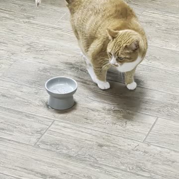 Maybe if I Stand in It She Will Feed Me thumbnail