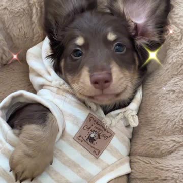 Adorable Chocolate Cookie Dog