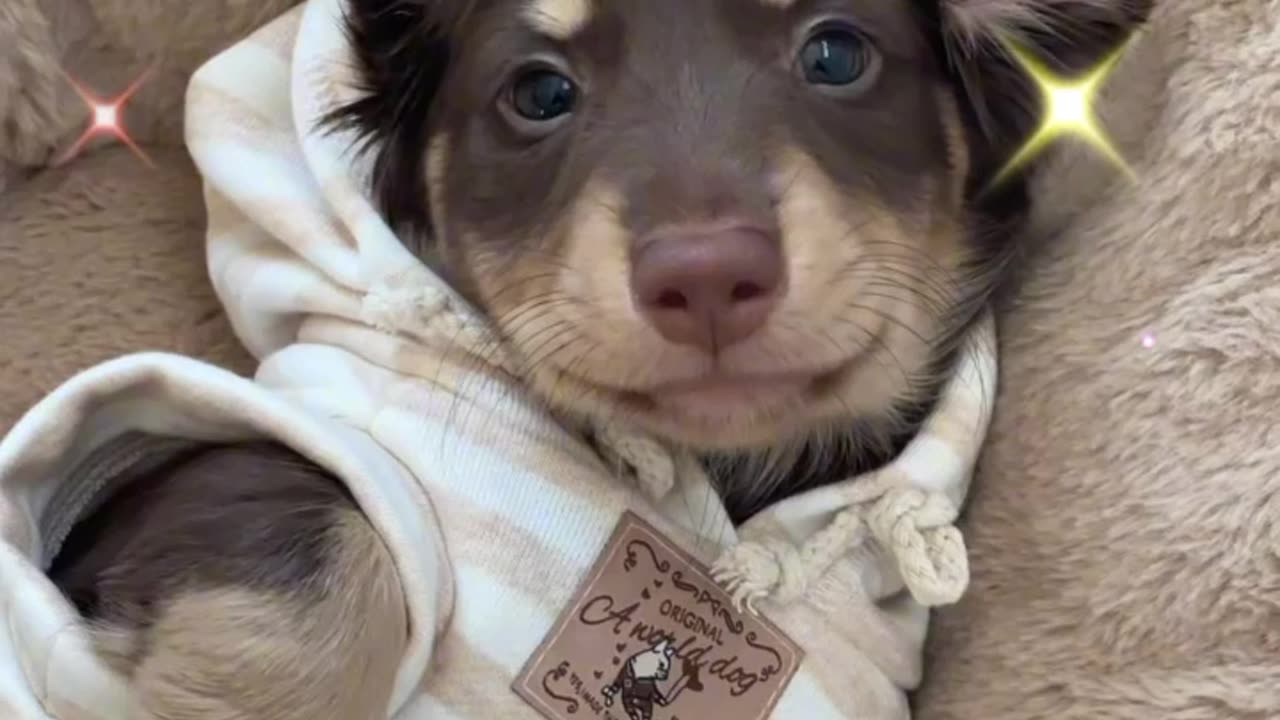 Adorable Chocolate Cookie Dog