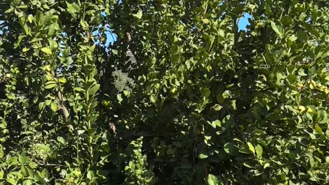 January Garden Walk through 2026