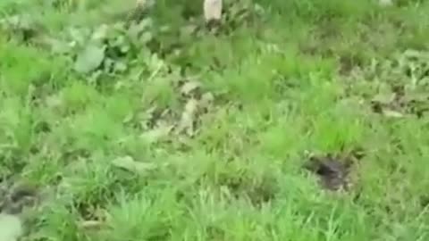 Dogs
