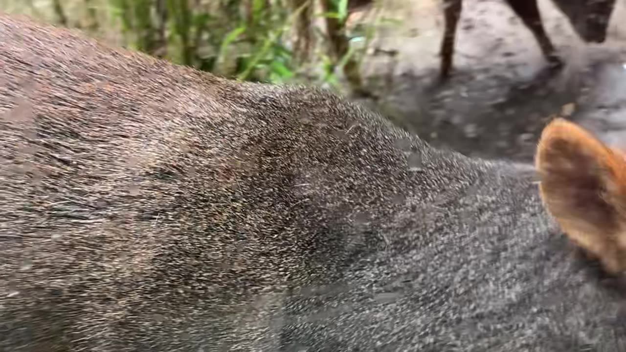 SOUTHERN PUDU