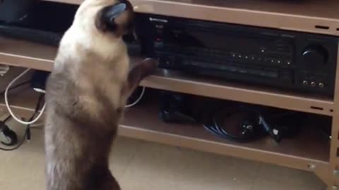 Cat fight