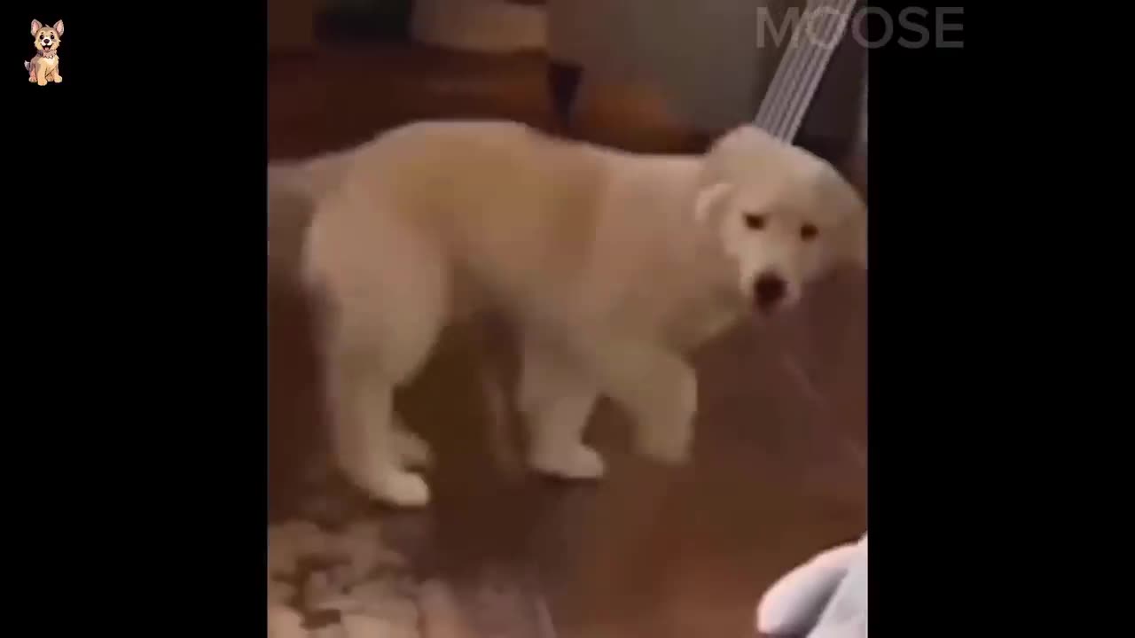 Useless Animals