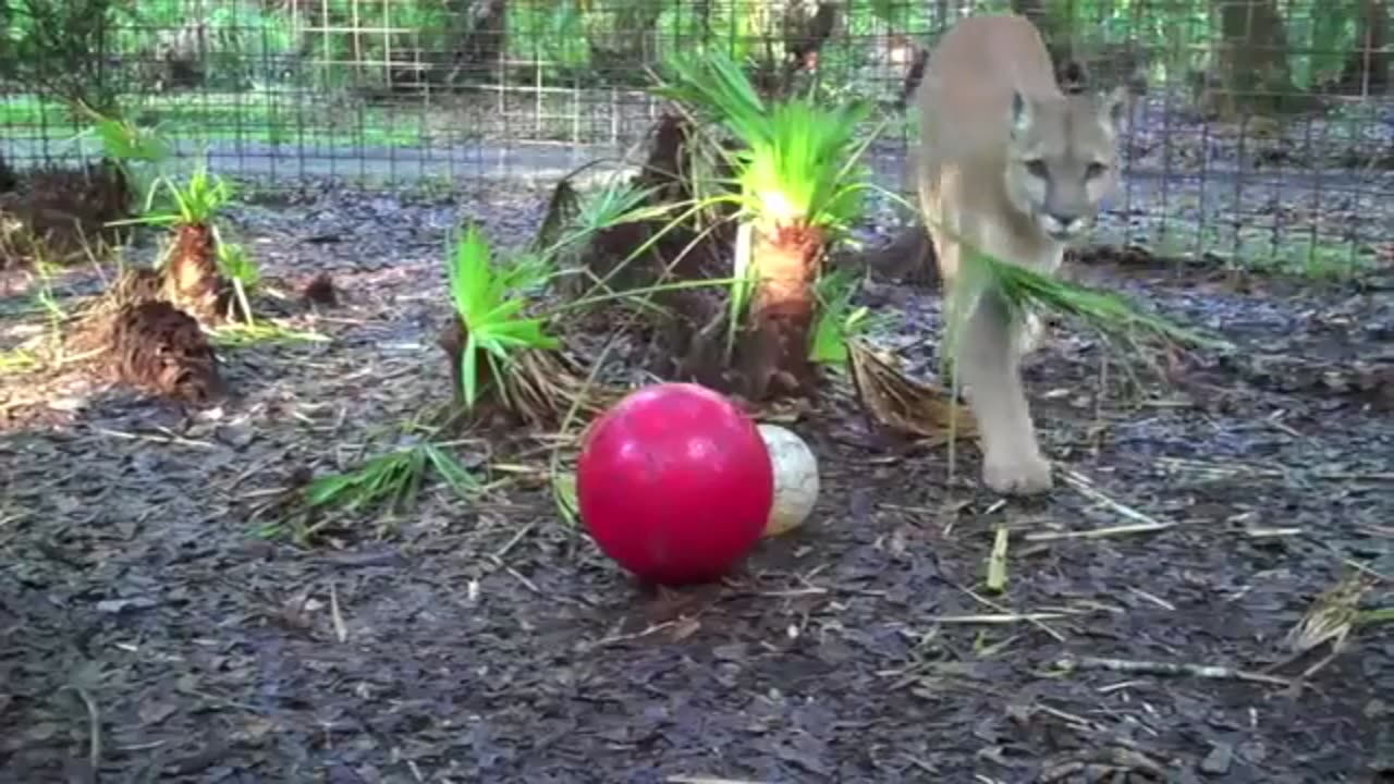 Big Cat & Tiger with Lion