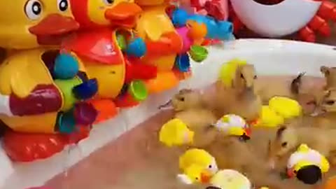 Duckling