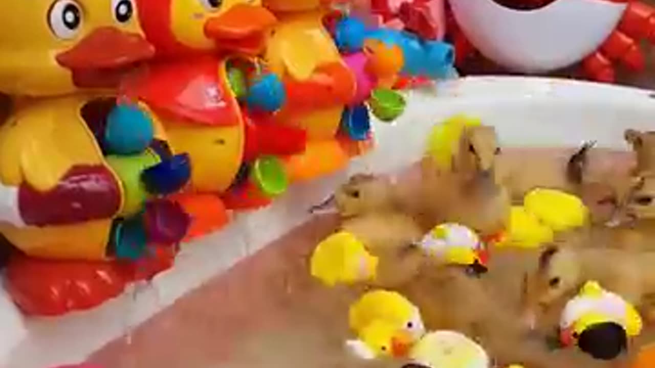 Duckling