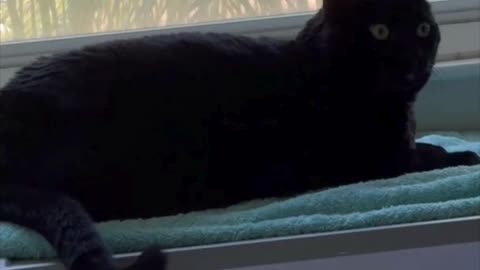 Cute Precious Piper Does Her Tail Lifts - Adopted Shelter Cat Vlog #shorts