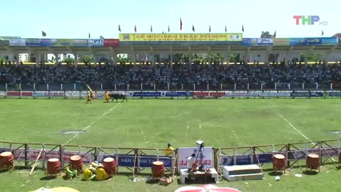 Amazing Buffalo Fight Festival In Do Son Viet Nam