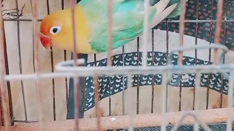 BEAUTY PARROT