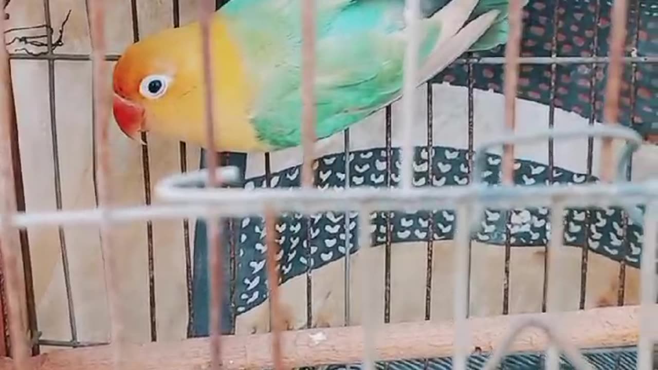 BEAUTY PARROT