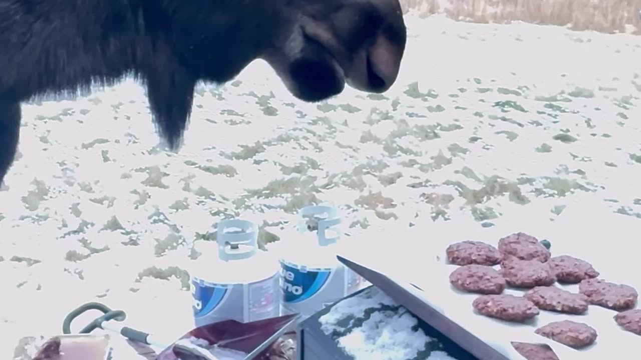 Moose Steals Freshly Baked Cookies