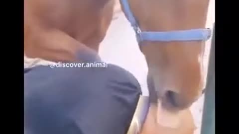 FUNNY ANIMALS COMPILATION