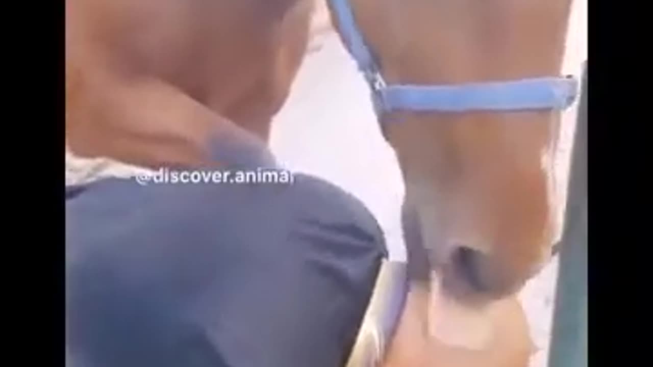 FUNNY ANIMALS COMPILATION