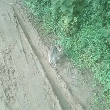 Real cat is very funny