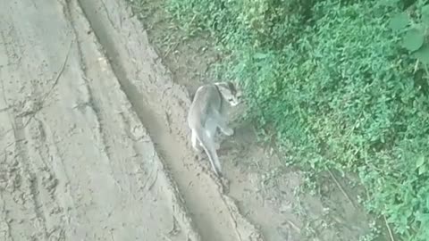 Real cat is very funny