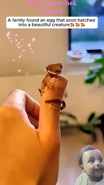 Family found a strange egg from it hatched a beautiful creature🥰_shorts _viralvideo _animals _cute