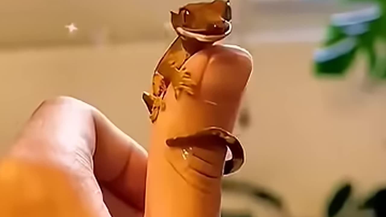 Family found a strange egg from it hatched a beautiful creature🥰_shorts _viralvideo _animals _cute