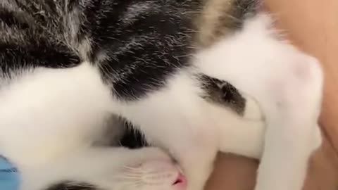 Hilarious cats battling their tails