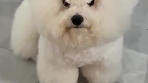 When dinner is late in coming 🤣