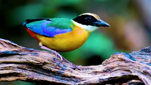 DISCOVER THE WORLD OF COLORFUL BIRDS IN 8K HDR ULTRA HD!! VIBRANT CLOSEUP!!BIRD WATCHING DELIGHT!!!!