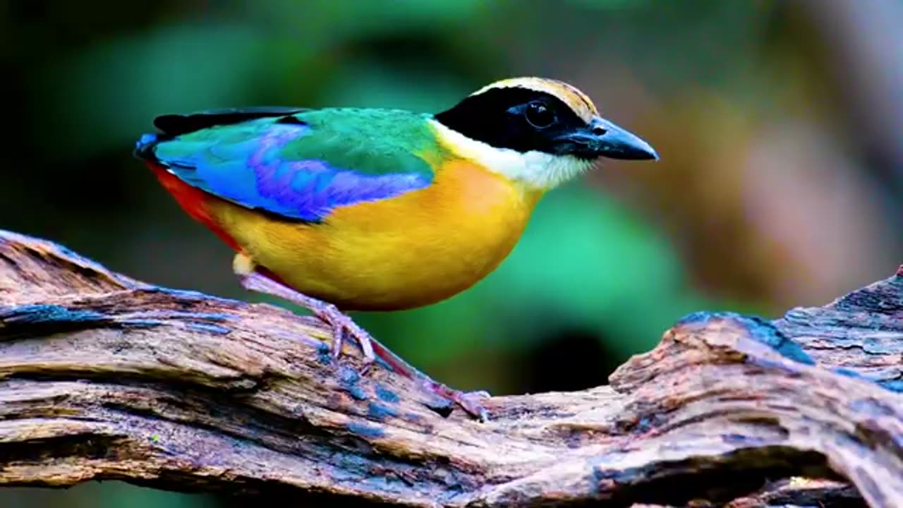 DISCOVER THE WORLD OF COLORFUL BIRDS IN 8K HDR ULTRA HD!! VIBRANT CLOSEUP!!BIRD WATCHING DELIGHT!!!!