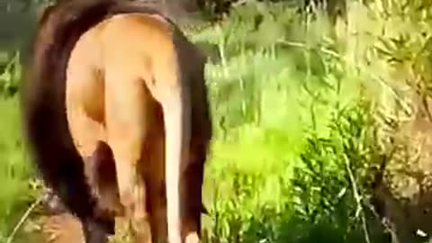 animal