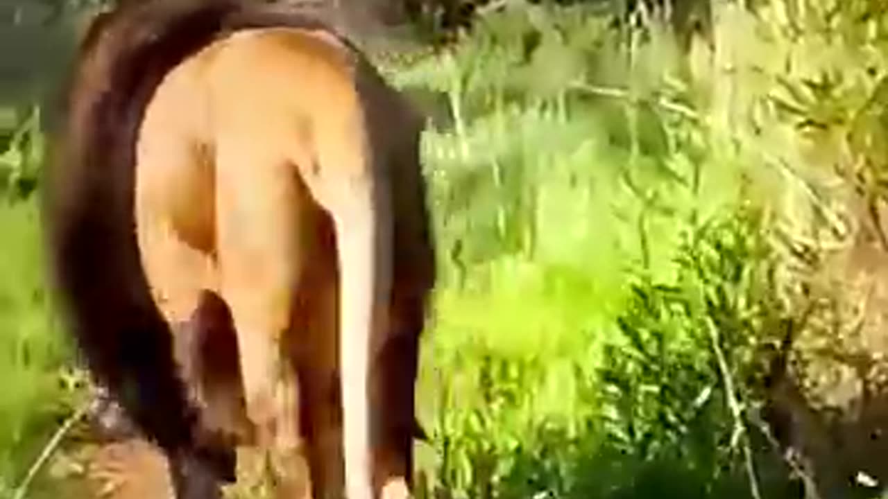 animal