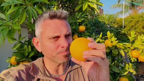 Update (Day 803) Swords of Iron - “Lemonade”