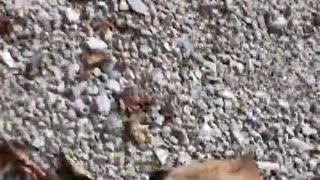 🤯 Survival Instinct: 0% Effective! | FunFM