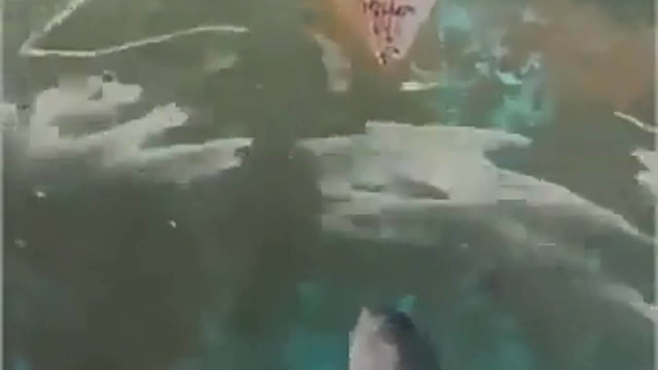 🤯✨ Watch This Cuttlefish Mimic a Human Face! | FeedMyCuriosity