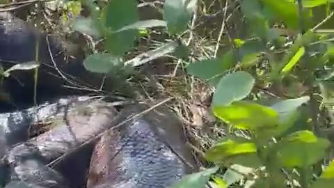 🧡🐍 Giant Anaconda Seen in Brazil! | FeedMyCuriosity