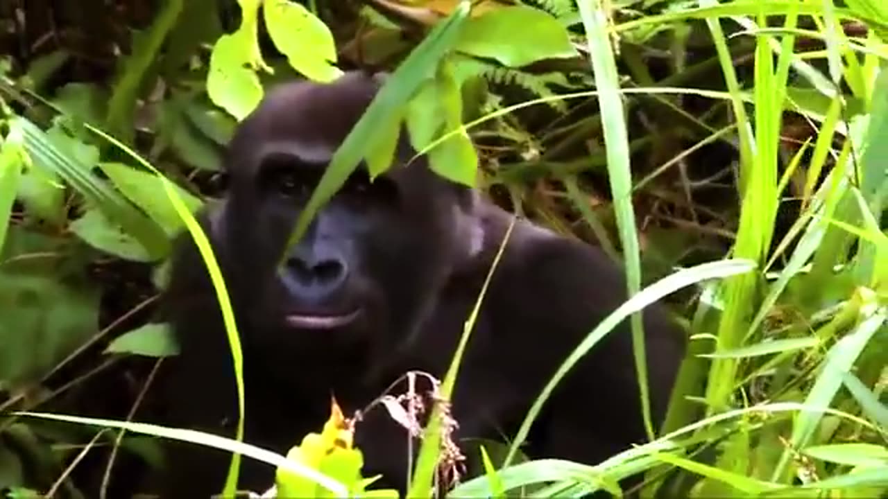 Animals Reunited With Owners After Years Special Bond !