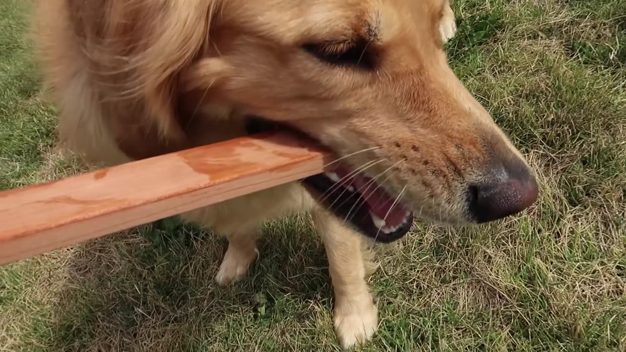 golden-retriever-meets-golden-doodle-puppy