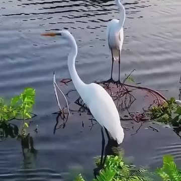 Majestic birds of nature