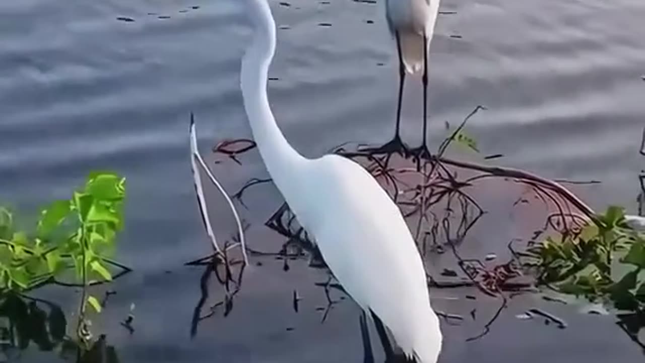 Majestic birds of nature