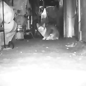 EA S189 - Stalking Loaf