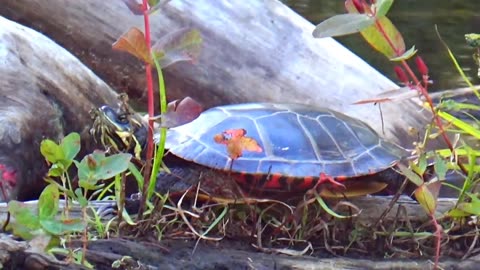 Painted Turtle