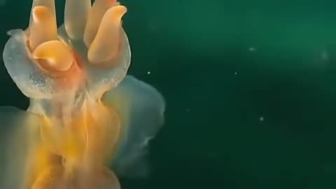 Sea angel vs sea butterfly