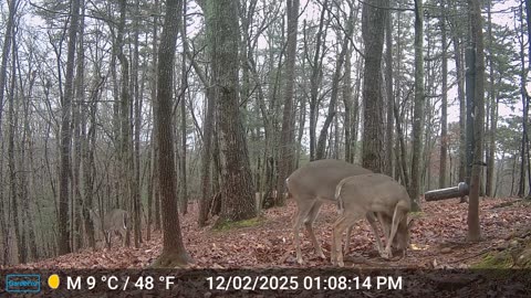 The Woods – 12/02/2025