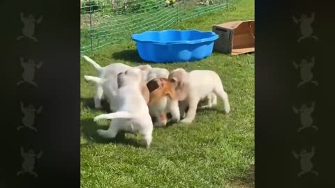 When Your Cats Who Can't Deny Their Love for Dogs!