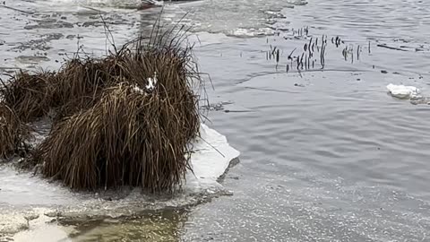 Woman Rescues Dog From Freezing River