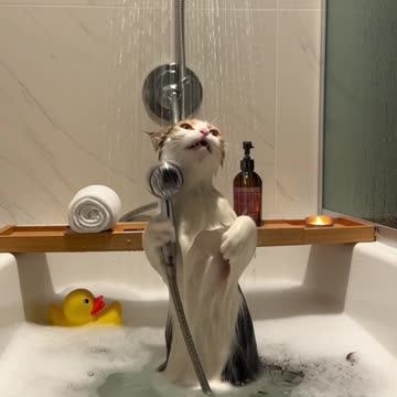 Singing Shower Cats