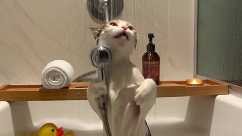 Singing Shower Cats
