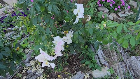 River Stones to a Sally Holmes Climbing Roses's Suite for additional interest