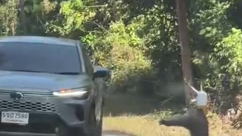 Look at this monkey's.😂