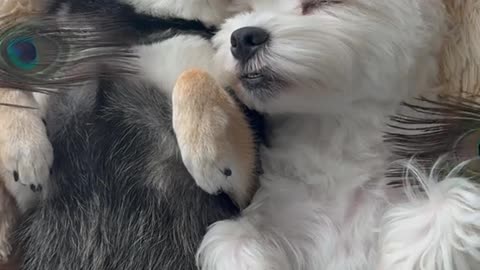Two Pup's Time SPA🤗