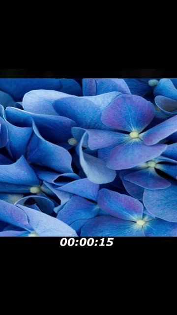 Blue butterfly puzzle: Have a blue butterfly among the flowers, don't answer too fast