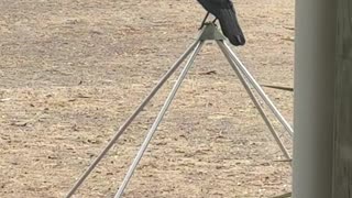 Chough on the Pyramid