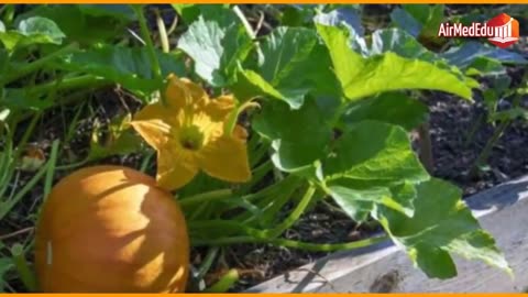 45 Benefits of Pumpkin Leaves